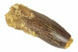 Fossil Sauropod Dinosaur (Titanosaur) Tooth - Morocco #248854-1